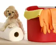 Limpar Fezes e Urina Dos Animais (10)
