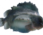 Lumpfish (4)