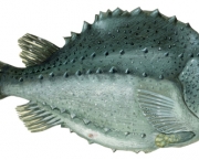 Lumpfish (8)
