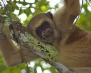 Macaco Muriqui (1)