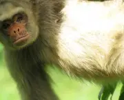 Macaco Muriqui (5)