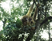 Macaco Muriqui (14)