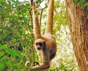 Macaco Muriqui (15)