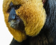 Macaco Saki (1)