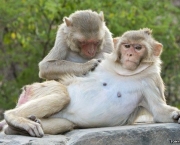 Espécies de Macacos (1)