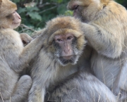 Espécies de Macacos (3)