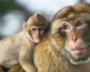Espécies de Macacos (4)