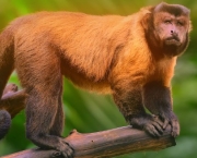 Brown capuchin monkey sitting among the trees.