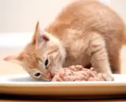 maneira-simples-de-alimentar-o-gato-1