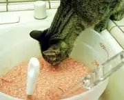 maneira-simples-de-alimentar-o-gato-2