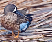 Blue-Winged Teal, Birding Center, Port Aransas, Texas