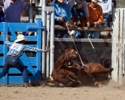 Pressure mounts on Government ... animal rights activists have targeted alleged mistreatment of animals at Queensland rodeos.