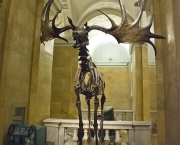 megaloceros (5)