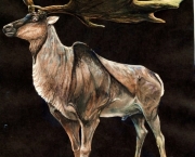 megaloceros (7)