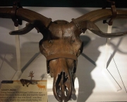 megaloceros (15)