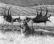 megaloceros (17)