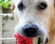 Melhores Frutas Para Dar ao Cães (5)