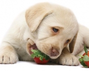 Melhores Frutas Para Dar ao Cães (7)