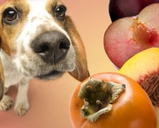 Melhores Frutas Para Dar ao Cães (8)