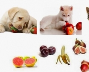 Melhores Frutas Para Dar ao Cães (9)