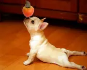 Melhores Frutas Para Dar ao Cães (11)
