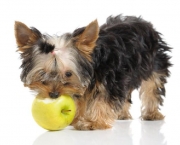 Melhores Frutas Para Dar ao Cães (12)