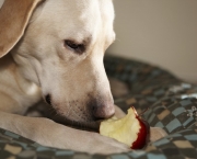 Melhores Frutas Para Dar ao Cães (13)