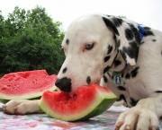 Melhores Frutas Para Dar ao Cães (18)