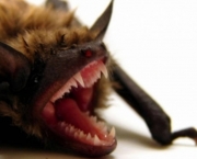 Morcego (2)