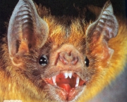 Morcego (3)