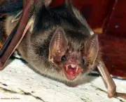 Morcego (5)
