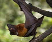 Large or Greater Flying Fox or Fruit Bat