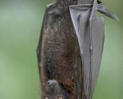 Morcego (7)