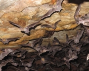 Morcego (8)