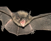 Morcego (15)