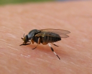 Mosquito Borrachudo (4)