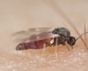Mosquito Borrachudo (7)