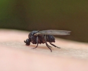 Mosquito Borrachudo (11)