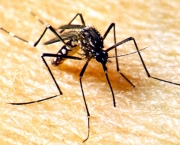 Mosquito Borrachudo (9)