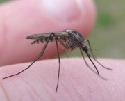 Mosquito Borrachudo (14)