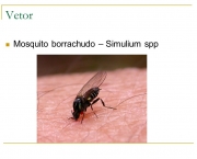 Mosquito Borrachudo (15)
