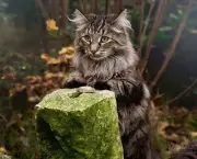 O Gato Noruegues da Floresta (3)