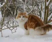 O Gato Noruegues da Floresta (14)