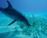 O Que os Golfinhos Comem (1)