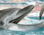 O Que os Golfinhos Comem (3)