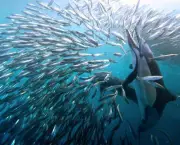 O Que os Golfinhos Comem (4)