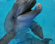 O Que os Golfinhos Comem (5)