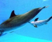 O Que os Golfinhos Comem (7)