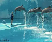 O Que os Golfinhos Comem (8)
