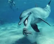 O Que os Golfinhos Comem (10)